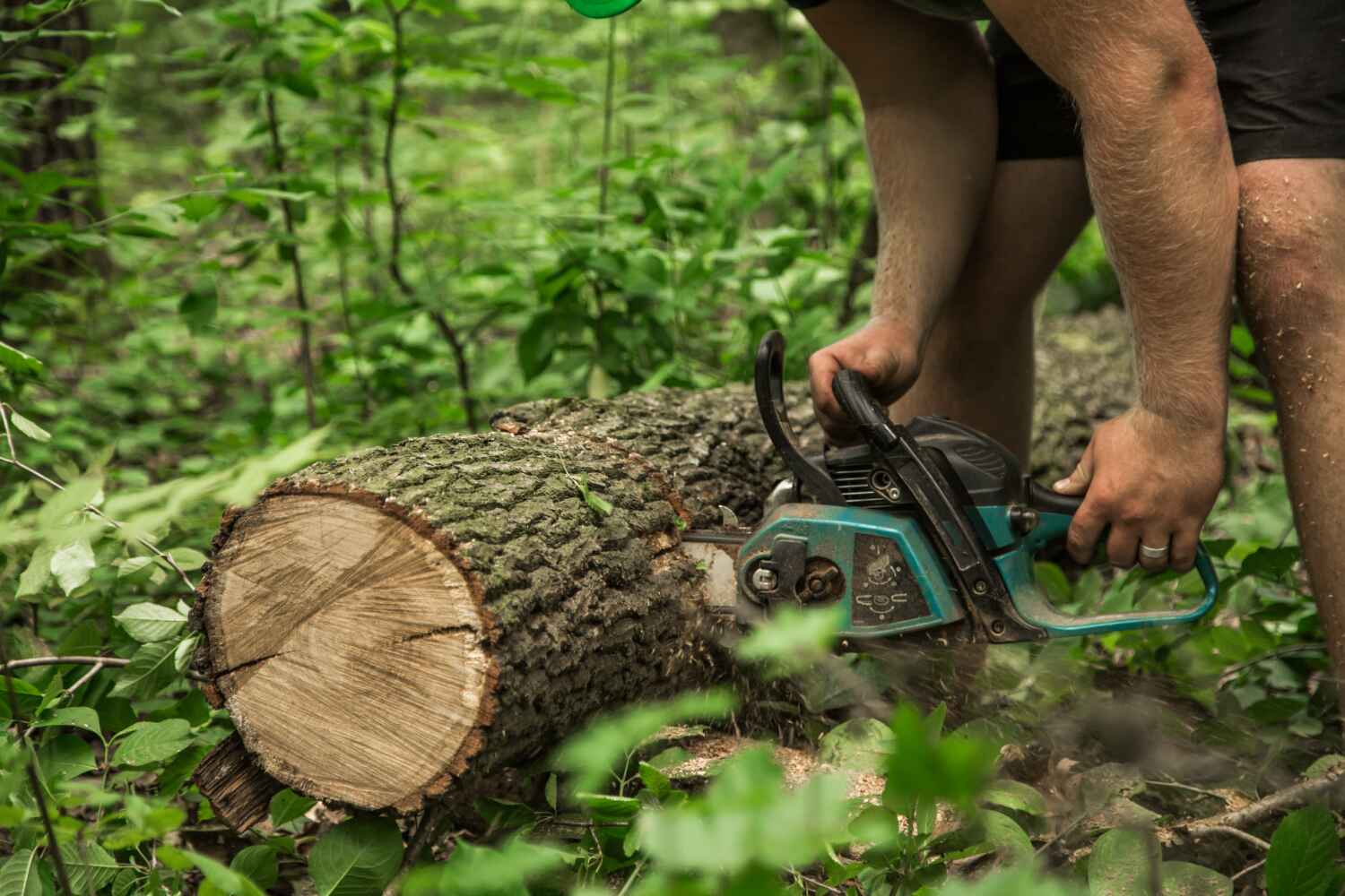 The Steps Involved in Our Tree Care Process in Liberty, MO